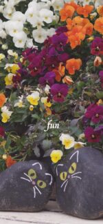 花とネコの石