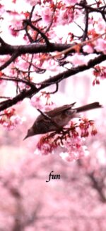 桜と鳥