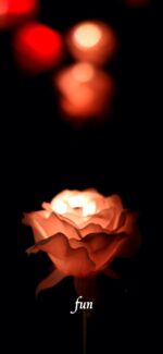 バラのイルミネーション