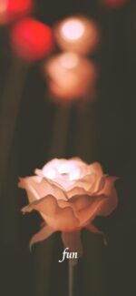 バラのイルミネーション