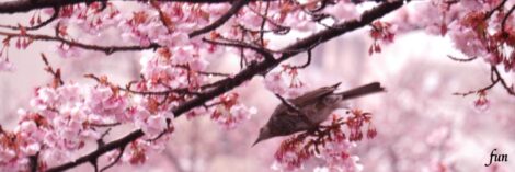 X（エックス）ヘッダー用サイズのフリー画像