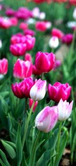 ピンクのチューリップ