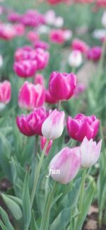 ピンクのチューリップ