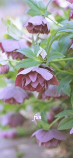 クリスマスローズ