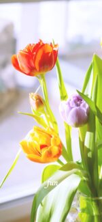 窓辺のカラフルチューリップ