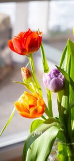 窓辺のカラフルチューリップ