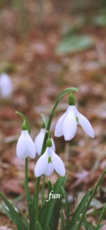 スノードロップ