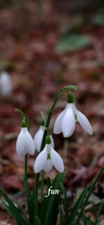 スノードロップ