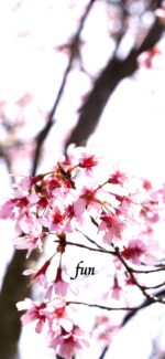 おかめ桜