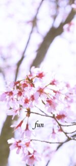 おかめ桜