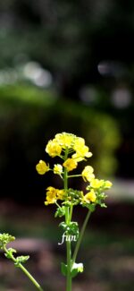 菜の花