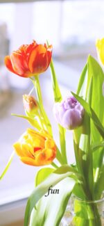窓辺のチューリップ