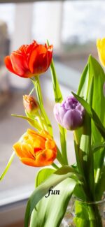 窓辺のチューリップ