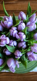 紫のチューリップ