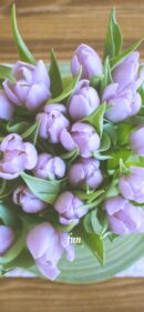 紫のチューリップ