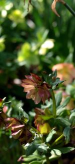 くすみカラーの花