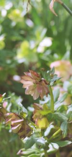 くすみカラーの花