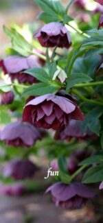 クリスマスローズ