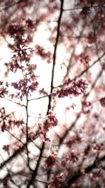 おかめ桜