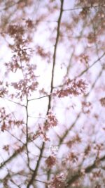 おかめ桜