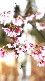 おかめ桜
