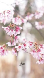 おかめ桜