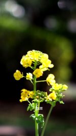 菜の花