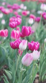 ピンクのチューリップ