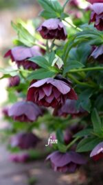 クリスマスローズ