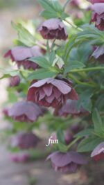 クリスマスローズ