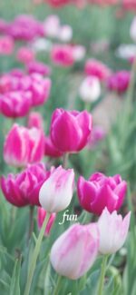 ピンクのチューリップ