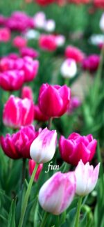 ピンクのチューリップ