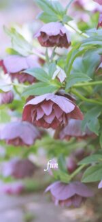 クリスマスローズ