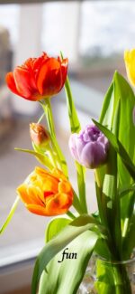 窓辺のチューリップ