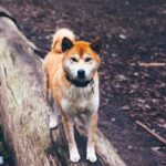 iPhone11Pro・Xs・Xロック画面等の犬の無料壁紙・待受けを配信中