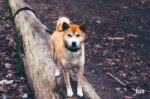 iPhone11Pro・Xs・Xロック画面等の犬の無料壁紙・待受け