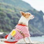 iPhone11ProMax・XsMaxロック画面等の犬の無料壁紙・待受けを配信中