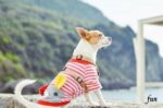 iPhone11ProMax・XsMaxロック画面等の犬の無料壁紙・待受け