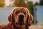 iPhone12ProMaxロック画面等の犬の無料壁紙・待受け