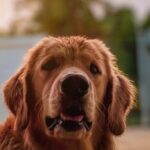 iPhone12ProMax・13ProMax・14plusロック画面等の犬の壁紙を配信中