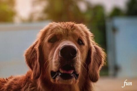 iPhone12ProMaxロック画面等の犬の無料壁紙・待受け