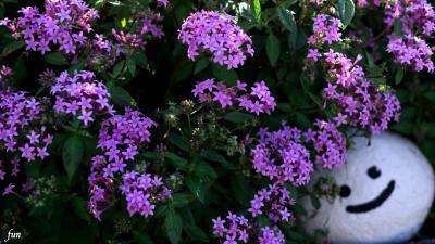 笑顔の石と花