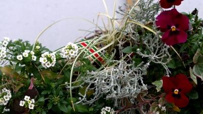 リースの花