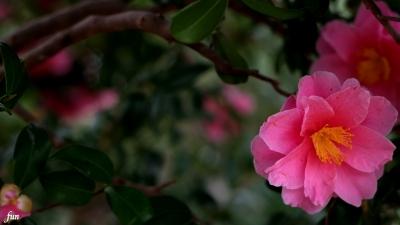 春サザンカ