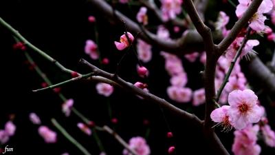 梅の花