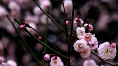 梅の花