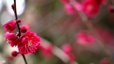 梅の花