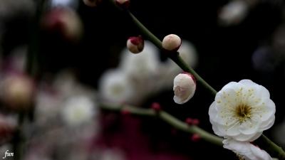 梅の花