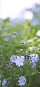 【おすすめ】iPhoneロック画面等花の無料壁紙・待ち受け