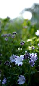 【おすすめ】iPhoneロック画面等花の無料壁紙・待ち受け